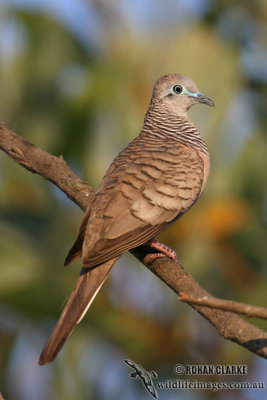 Peaceful Dove 2158.jpg