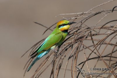 Rainbow Bee-eater 3288.jpg