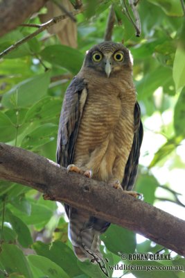 Rufous Owl 0525.jpg