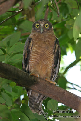 Rufous Owl 0530.jpg