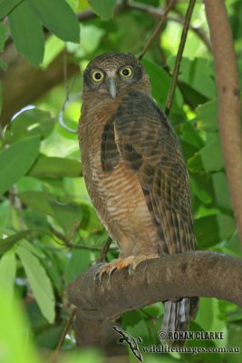 Rufous Owl