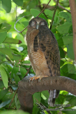 Rufous Owl 0551.jpg