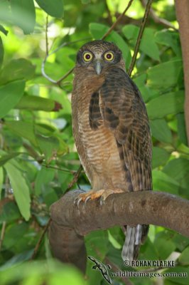 Rufous Owl 0555.jpg