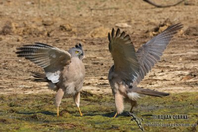 Brown Goshawk 2424.jpg