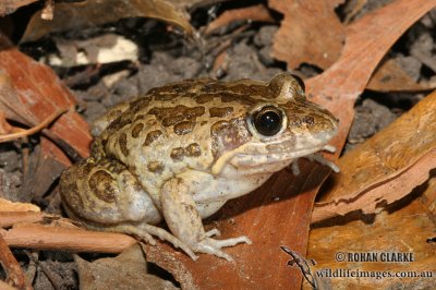 Marbled Frog - Limnodynastes convexiusculus