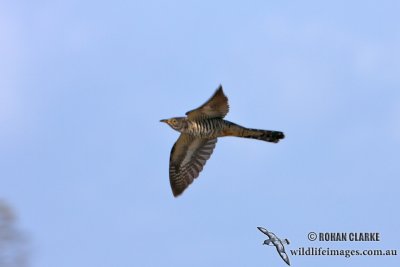 Oriental Cuckoo (NZ vagrant)