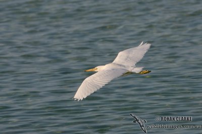 Eastern Reef Egret 3418.jpg