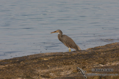 Eastern Reef Egret 3428.jpg