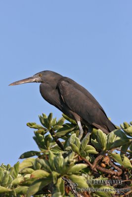 Eastern Reef Egret 3438.jpg