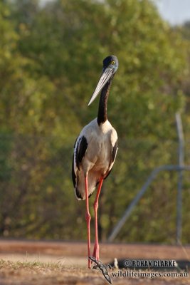 Black-necked Stork 0330.jpg