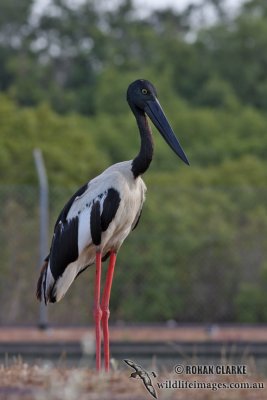 Black-necked Stork 0344.jpg