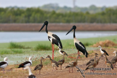 Black-necked Stork 0362.jpg