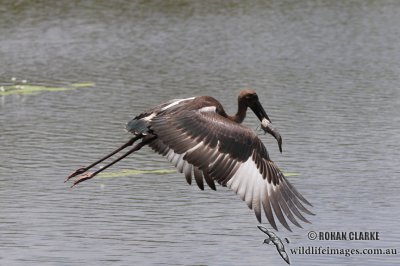 Black-necked Stork 0910.jpg
