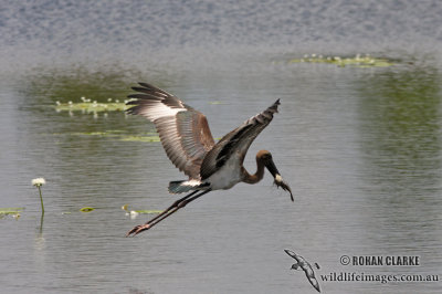 Black-necked Stork 0912.jpg