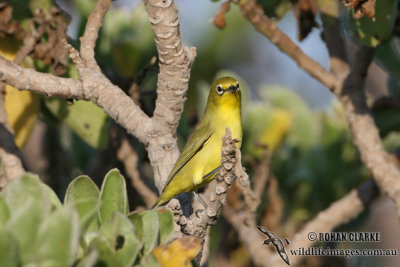 Yellow White-eye 3836.jpg