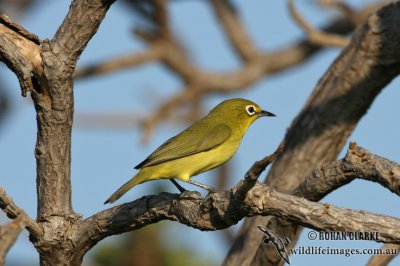 Yellow White-eye 3857.jpg