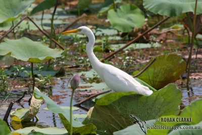 Intermediate Egret 1041.jpg