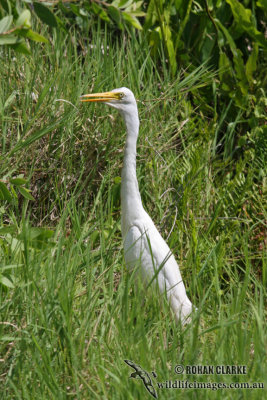 Intermediate Egret 1048.jpg