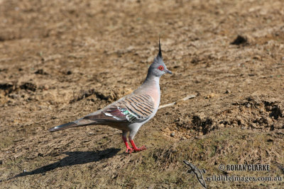 Crested Pigeon 2396.jpg