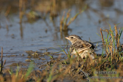 Horsfield's Bushlark 2247.jpg