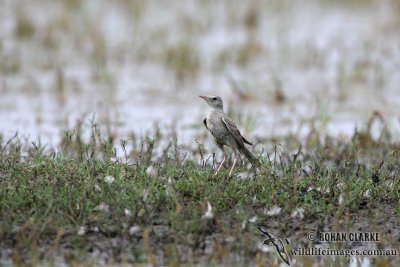 Brown Songlark 1974.jpg