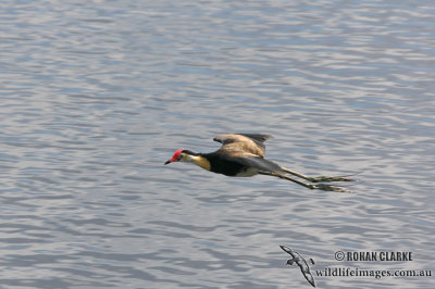 Comb-crested Jacana 1024.jpg