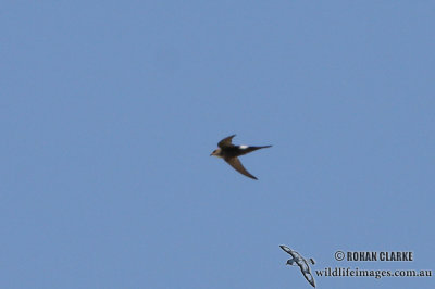 Fork-tailed Swift (NZ vagrant)