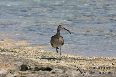 Whimbrel 3579.jpg