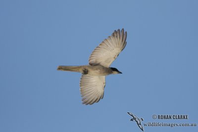 Black-faced Cuckoo-shrike 3880.jpg