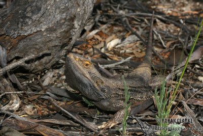 Pogona vitticeps 1155.jpg