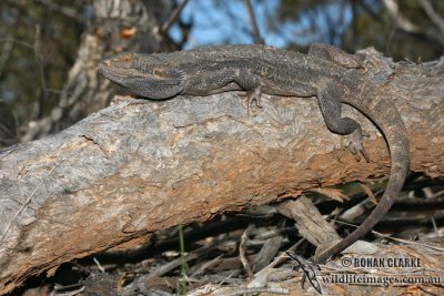 Pogona vitticeps 1163.jpg