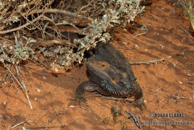 Pogona vitticeps 1633.jpg