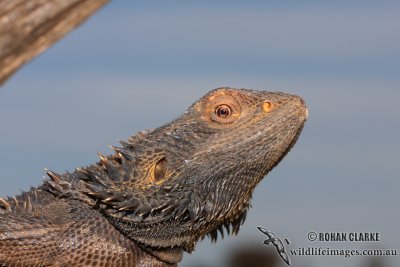 Pogona vitticeps 1660.jpg