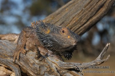 Central Bearded Dragon - Pogona vitticeps