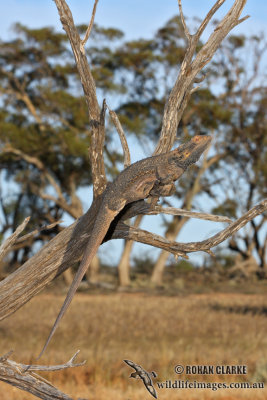 Pogona vitticeps 1760.jpg