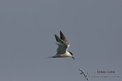 Common Tern 4311.jpg