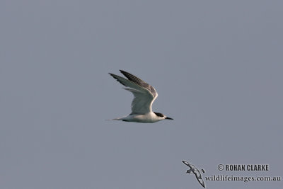 Common Tern 4313.jpg