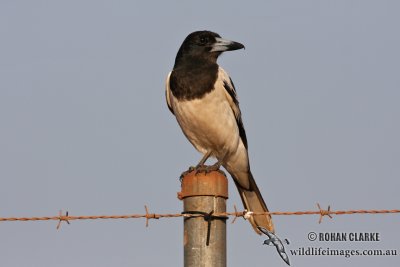 Pied Butcherbird 2619.jpg