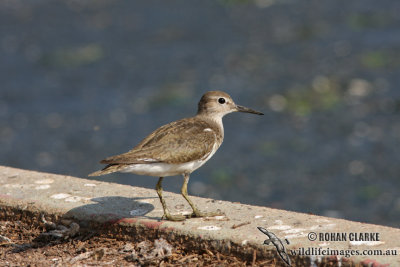 Common Sandpiper 0371.jpg