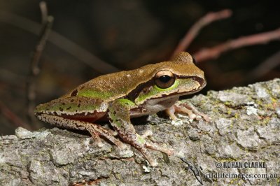 Litoria citropa 4521.jpg