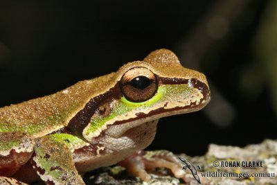 Litoria citropa 4522.jpg