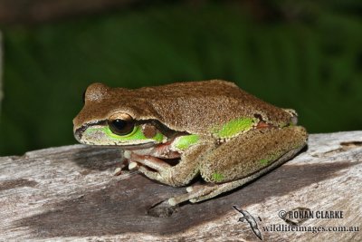 Litoria citropa 4534.jpg