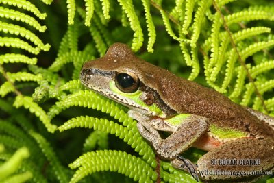 Litoria citropa 4539.jpg