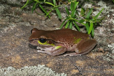 Litoria citropa 4558.jpg