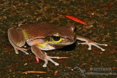 Litoria citropa 4573.jpg