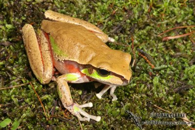 Litoria citropa 4701.jpg