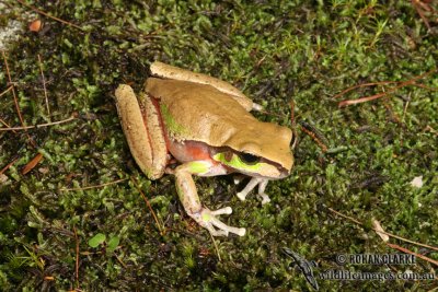 Litoria citropa 4702.jpg