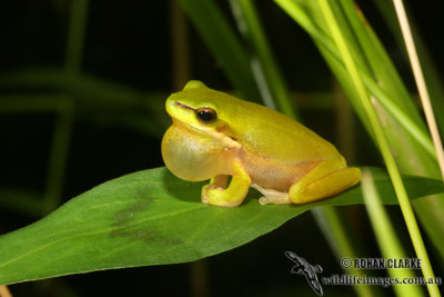 Eastern Dwarf Tree Frog - Litoria fallax