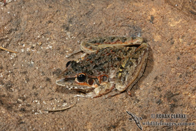 Litoria freycineti 4559.jpg