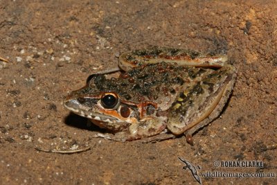 Litoria freycineti 4561.jpg